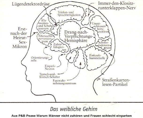 gehirn weiblich.jpg (60975 Byte)